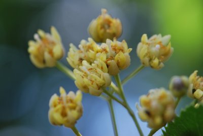 Tilia miqueliana - lípa Miquelova - květenství